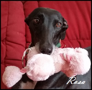 Bild eines Hundes