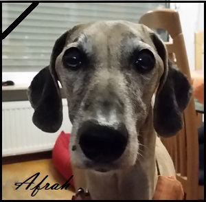 Bild eines Hundes